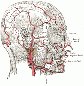 Head_arteries